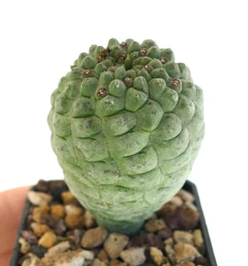 Larryleachia cactiformis SELECTED K6LL1 -  - Larryleachia cactiforme | Larryleac - Imagen 1 de 3