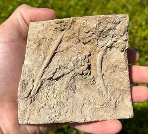 Fossil Crinoids in Matrix Alabama Bangor Limestone Formation - Picture 1 of 8