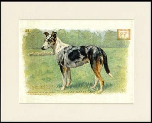GLATTE COLLIE BACKPULVER WERBUNG SCHÖNER HUNDEDRUCK MONTIERT RAHMENFERTIG - Bild 1 von 1