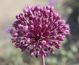 50 ALLIUM AMPELOPRASUM Seeds (Broadleaf Wild Leek) | NON-GMO | Free shipping - Picture 1 of 3