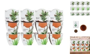 Seeds Terracotta Mini Grow Pots | Herb, Plant, Flower Starter Kit for Kids & - Picture 1 of 7