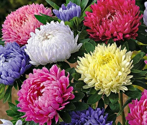 ASTER PAEONY HERZOGIN GEMISCHTE FARBEN Callistephus Chinensis - 150 Samen in loser Schüttung - Bild 1 von 1