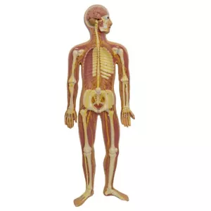 1/2 tamaño sistema nervioso humano anatomía modelo médico sistema nervioso central - Imagen 1 de 13