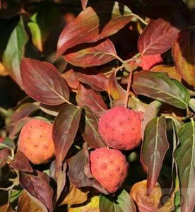 Japanischer Blumenhartriegel Cappucino 30-40cm - Cornus kousa - Bild 1 von 1