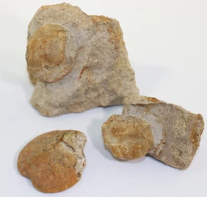 Seeigel, Maretia?, Tertiär, Reinbeker Gestein, Geschiebe, Zarrentin, BRD -L146 - Bild 1 von 8