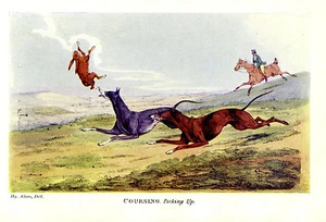 GREYHOUNDS COURSING HARES RABBITS, DOGS CATCH THE RABBIT, PICKING UP PRINT - Picture 1 of 1