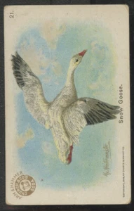 1908 Arm & Hammer New Series of Birds #21 Snow Goose - Picture 1 of 2