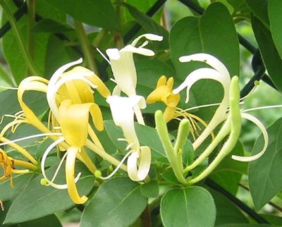4 LIVE PLANTS HALL'S HONEYSUCKLE VINES WHITE YELLOW FLOWERS Japanese Lonicera - Image 1 of 3