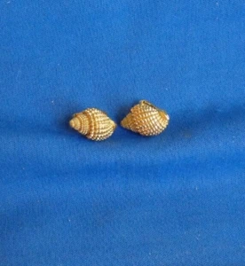 Vintage CROWN TRIFARI Simulated Conch Earrings Gold Tone Shell Clip On Beach Sea - Picture 1 of 6