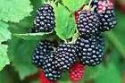 European Blackberry (rubus fruiticosus) Approx 50 seeds - climbing - wild rose 
