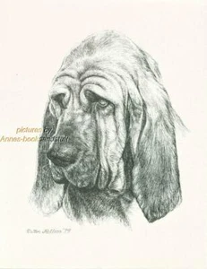 #233 BLOODHOUND portrait dog art print* Pen & ink drawing by Jan Jellins - Picture 1 of 1