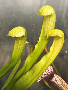 Sarracenia flava x psittacina x 2 plants - Carnivorous Plant Pitcher Insect - Picture 1 of 6