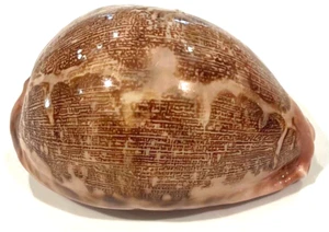 Kauri Kauri Cypraea Rosea Mappa Muschel 3" hübscher hellrosa Farbton - Bild 1 von 16