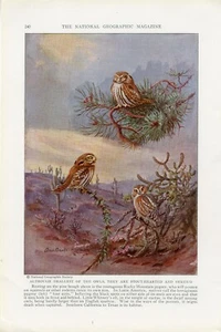PYGMY AND ELF OWLS NATIONAL GEOGRAPHIC 1935 BIRD ART PRINT PAGE - Picture 1 of 1