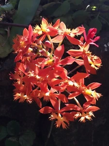 EPIDENDRUM CRUCIFIX ORCHID - ‘Tangerine’ - PLANT Large - Picture 1 of 6