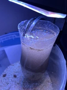 Brine Shrimp Eggs aka Artemia. High Quality with 95% hatch rate - 25g - Picture 1 of 3