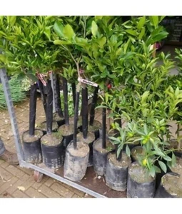 PIANTA DI LIMONE ZAGHERA BIANCA INNESTO ANNI 2 - Foto 1 di 1