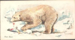 Players - Wild Animals of the World, 'issued by', no 'branch' - Polar Bear - Picture 1 of 1