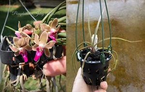 RON Orchid Paraphadenia Pdn Juraj Kojs (Sei. mitrata x Pps. labukensis) 90mm Pot - Picture 1 of 5