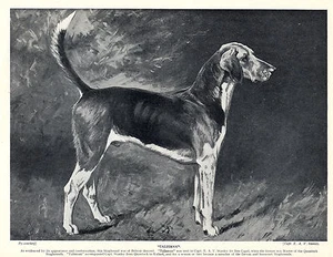 STAGHOUND LOVELY OLD IMAGE OF A NAMED DOG ON VINTAGE 1934 DOG PRINT - Picture 1 of 1