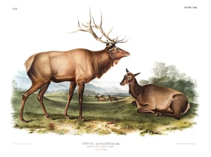 Póster ilustrativo American Elk (Cervus Canadensis) - 1845 - Imagen 1 de 1