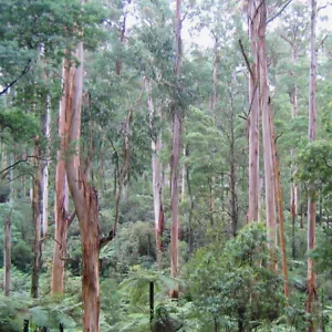 Eucalyptus Regnans - 100 Seeds - Australian Mountain Ash - Picture 1 of 1