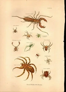 El mundo viviente: ilustraciones - insectos - 1868 - Imagen 1 de 1