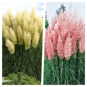 2 x Cortaderia selloana 1 Liter (Ziergras/Gräser/Stauden) Pampasgras Rosa Weiß - Bild 1 von 8