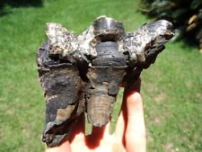 Colorful Rooted Mastodon Tooth Florida Fossils Ice Age Teeth Jaw Bones Skull Nr