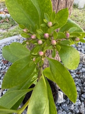 ROSE CACTUS AKA PERESKIA GRANDIFOLIA/RHODOCACTUS GRANDIFOLIA. (EDIBLE LEAVES) - Image 1 of 4