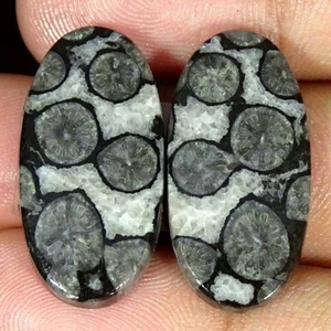 25,60 kt natürliche schwarze versteinerte Koralle oval Paar lose Edelsteine 13 x 26 x 4 mm - Bild 1 von 5