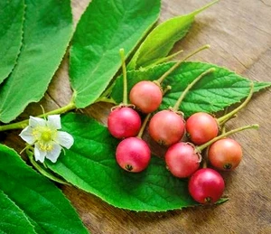 1000+ Semillas de cerezo Kersen Jamaica (Muntingia calabura) árbol de fresa dulce - Imagen 1 de 8