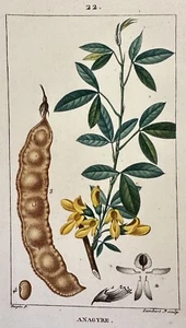 ANAGYRE ANAGYRIS FOETIDA ANAGIRIDE LAMBERT TURPIN 1814 SARDEGNA CARRUBAZZO - Bild 1 von 2