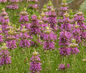 BÁLSAMO DE ABEJA LIMÓN COMO NUEVO Monarda Citriodora - 5.000 semillas a granel - Imagen 1 de 2