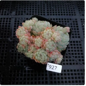 Hermosas plantas de cactus suculento jardín Echeveria 'bola de grasa' 6-7 cm - Imagen 1 de 8