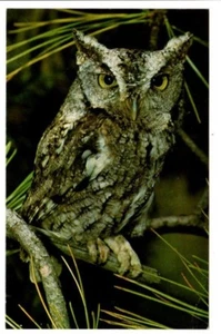 Alte Postkarte Post Kreischeule Otus asio fotografiert von Michael Hopiak Karte - Bild 1 von 2