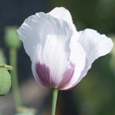5,000+ Untreated, Organic Tasmanian Papever Somniferum Poppy Seeds for Planting - Image 1 of 4