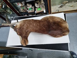 (Art.:O-1231) Tierpräparat "Blessbock" - Bild 1 von 3