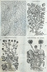 Girofle Limonium Gravure Botanique Matthioli Mattioli Matthiole Dioscoride - Picture 1 of 1