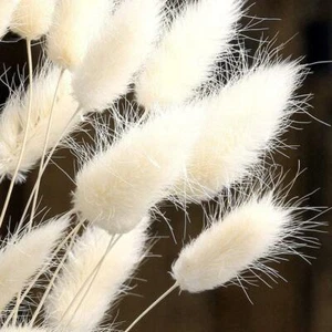 30Pcs Rabbit Tail Grass Bunny Tails Dried Flowers Lagurus Ovatus Plant Stem - Picture 1 of 15