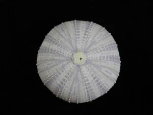 Seashell Echineus sp. 55 mm ID#7628 - Imagen 1 de 3