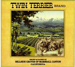 Marshall Canyon Twin Cairn Terrier Dog Orange Citrus Fruit Crate Label Art Print