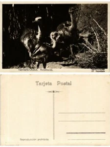 CPA AK ARGENTINA - Territorio Chubut. Avestruces (420132) - Imagen 1 de 1
