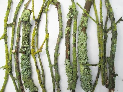 15x Lichen-Covered Twigs 30–50cm | Live English Branches for Terrariums & Crafts - Image 1 of 4