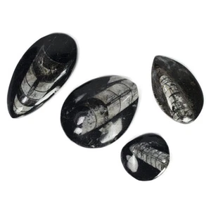 1 pieza de especímenes fósiles de ORTHOCERAS pulidos de grado superior - 1,5" a 2" promedio - Imagen 1 de 2