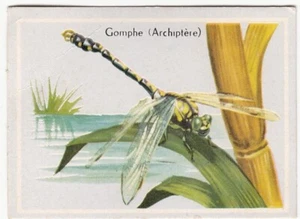 GOMPHE GOMPHUS VULGATISSIMUS ANISOPTERA ANISOPTÈRE IMAGE CARD 1960'S - Picture 1 of 2