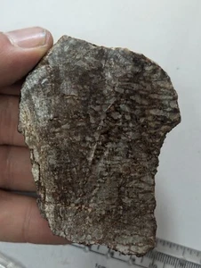 Large Natural Rough Agatized Dino Bone Thick Slab Utah Fossilized Dinosaur - Picture 1 of 8