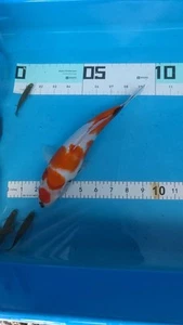 9in SHOWA DAINICHI Japanese Koi Live Imported KoiGazer - Picture 1 of 5