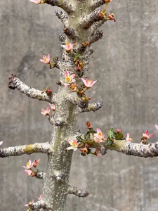 Boswellia nana seeds5/10/20pcs - Picture 1 of 2