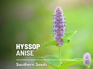 Hyssop, Anise - 200 Seeds - Culinary & Medicinal Herb - Agastache foeniculum - Picture 1 of 11